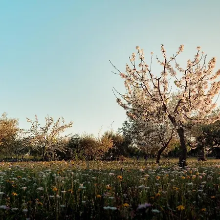 Вилла Lux Apulian Inside Trulli With Unique Pool *